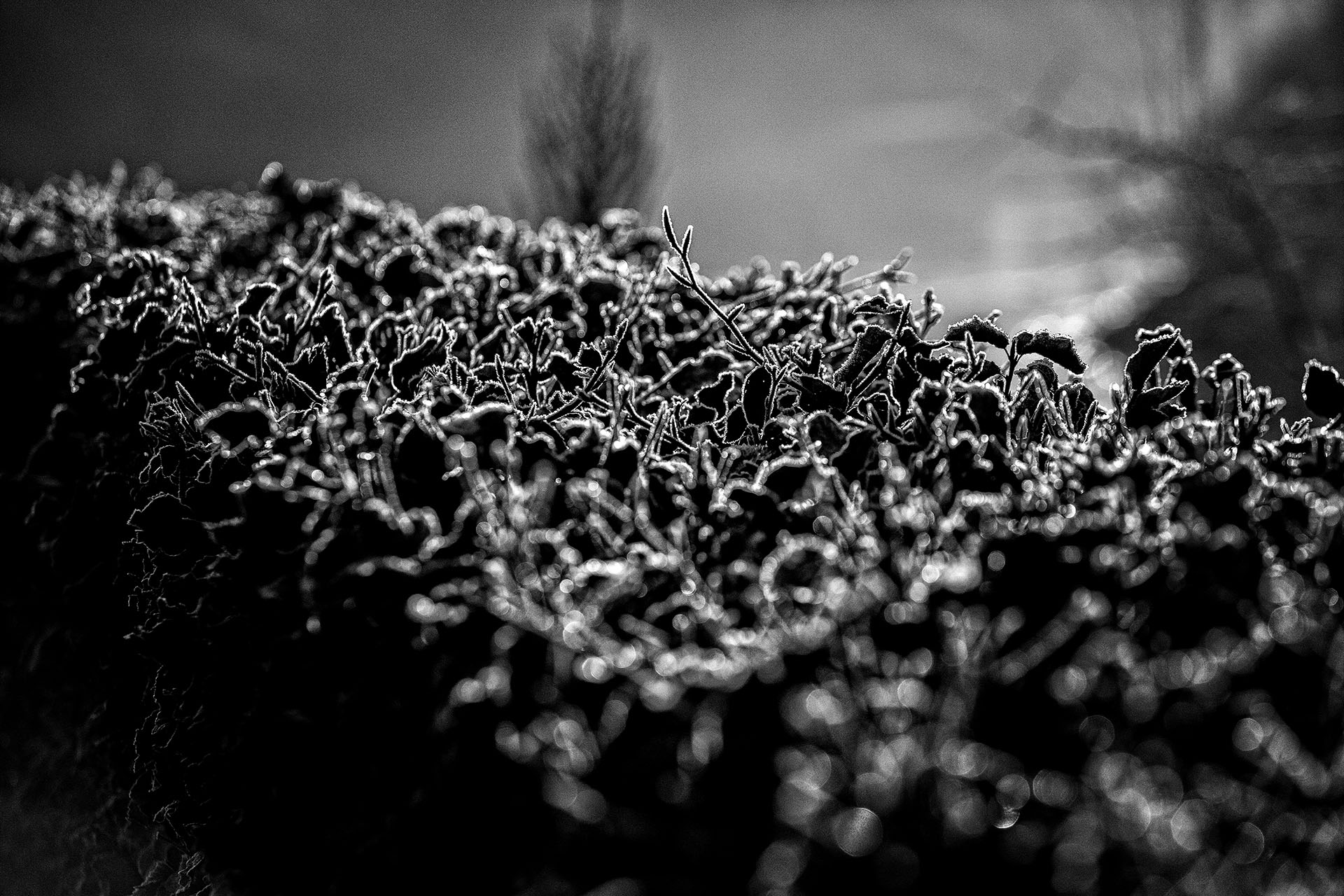 Shape of frost 11 kopiera